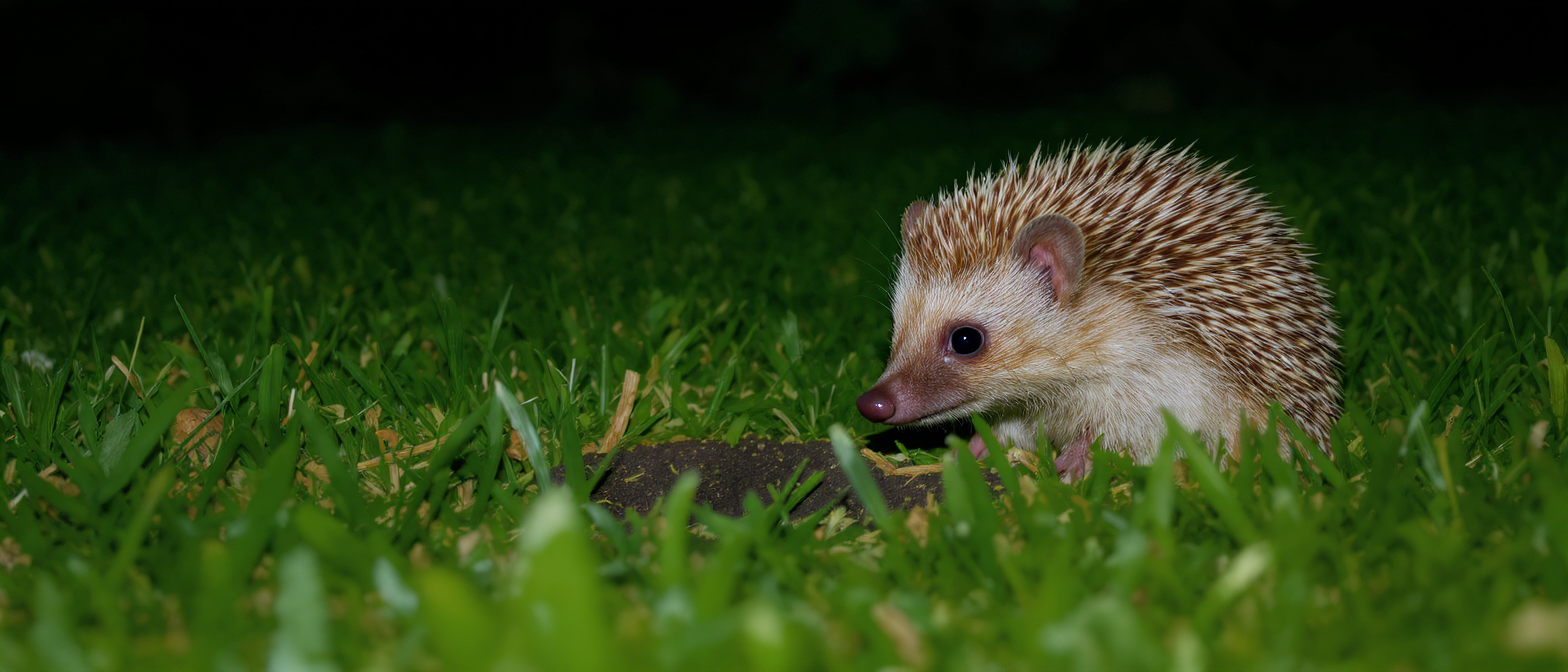 découvrez les secrets de votre pelouse avec notre article sur les trous révélateurs de la présence de hérissons. apprenez à identifier ces signes et à comprendre l'importance de ces charmants animaux pour votre jardin.