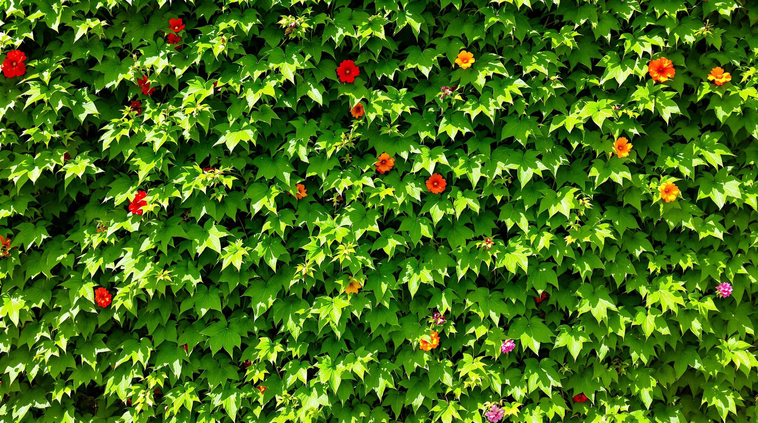 découvrez notre sélection de plantes grimpantes sans entretien, idéales pour embellir votre terrasse. apportez une touche naturelle et vivante à votre espace extérieur sans les contraintes d'un jardinage exigeant.